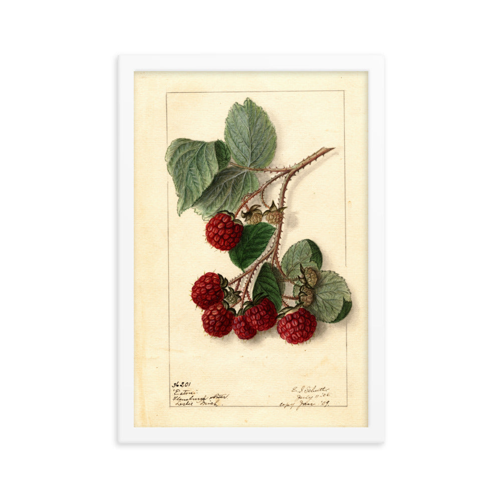 Botanicals - Raspberries