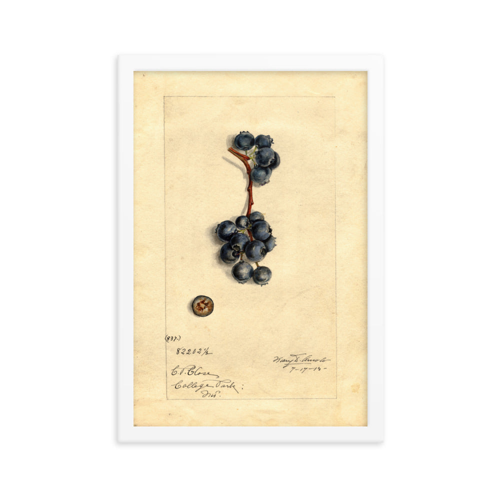 Botanicals - Blueberries