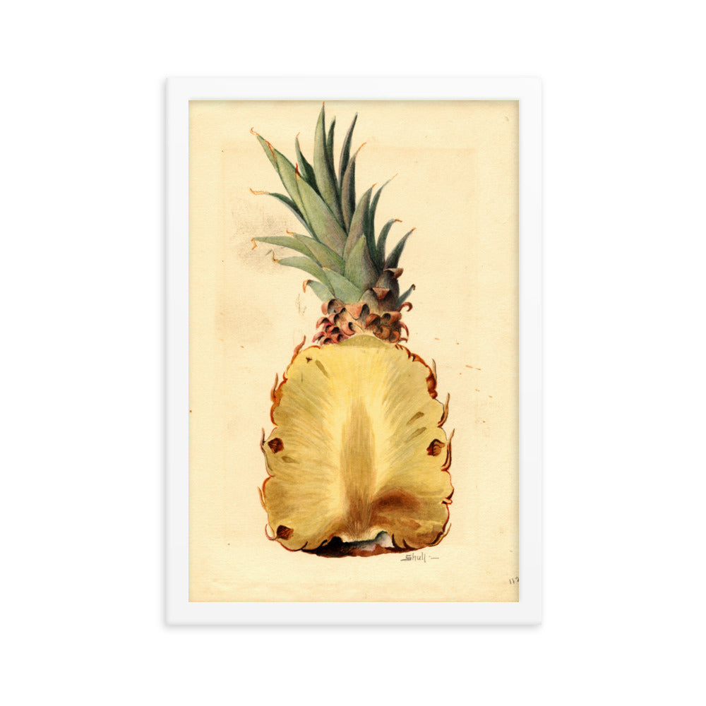 Botanicals - Pineapple