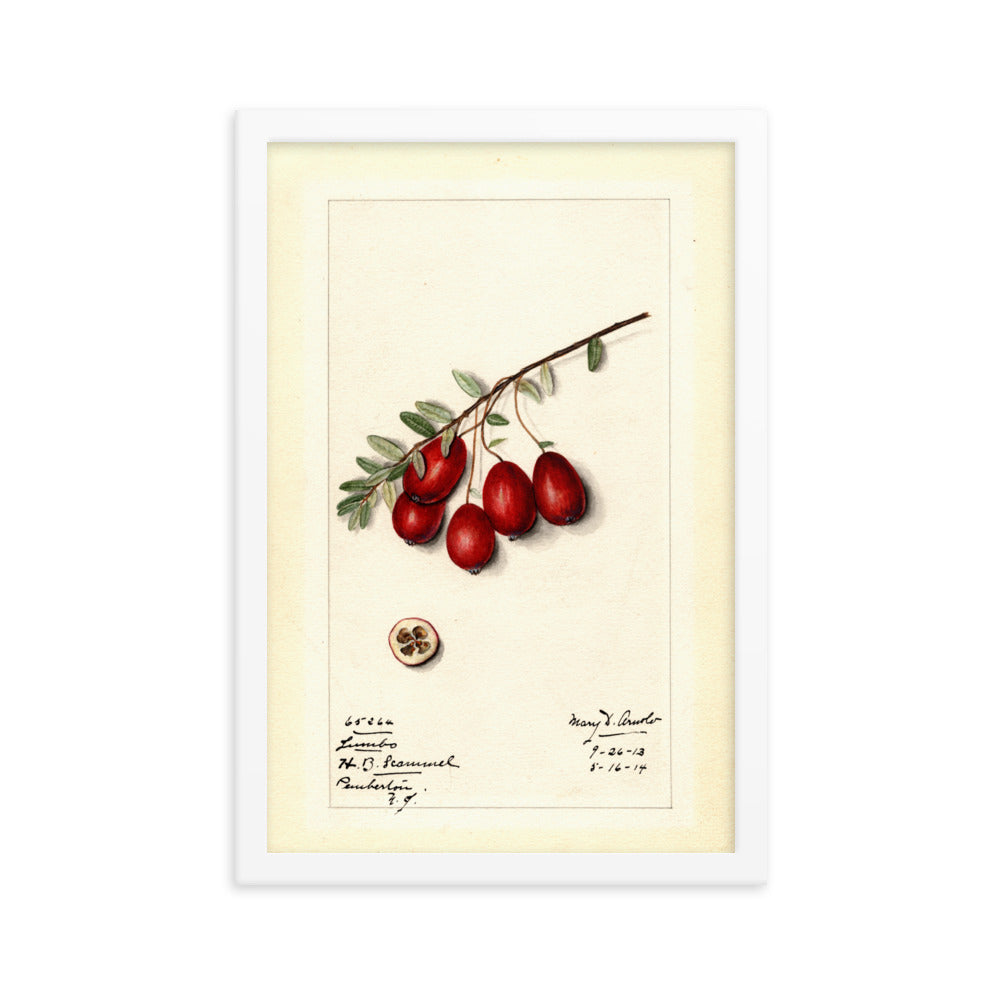 Botanicals - Jumbo Cranberries