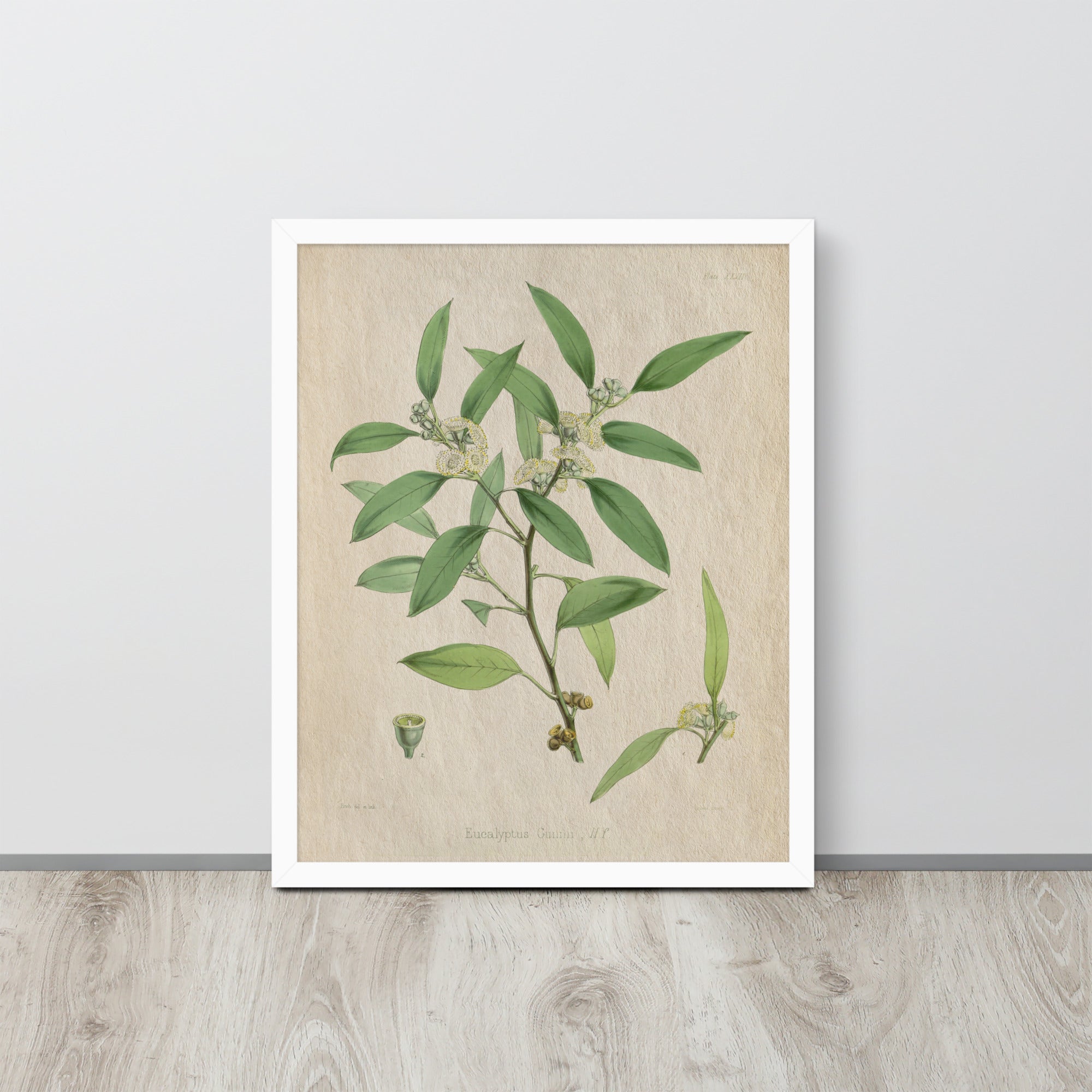 Botanicals - Eucalyptus Leaves