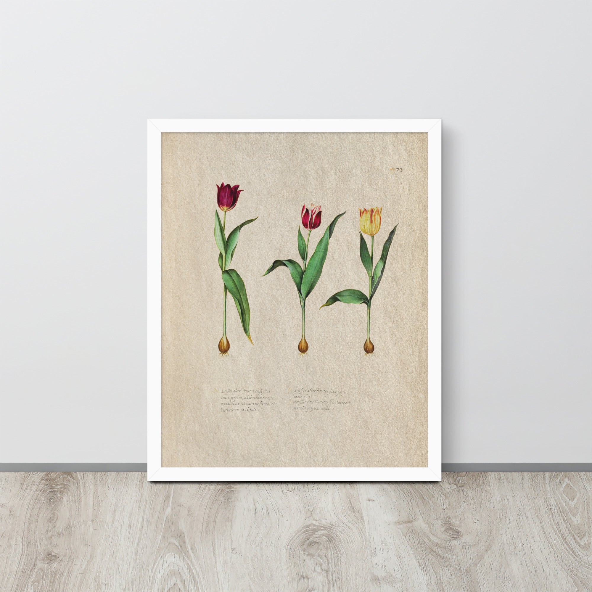 Botanicals - Tulipa