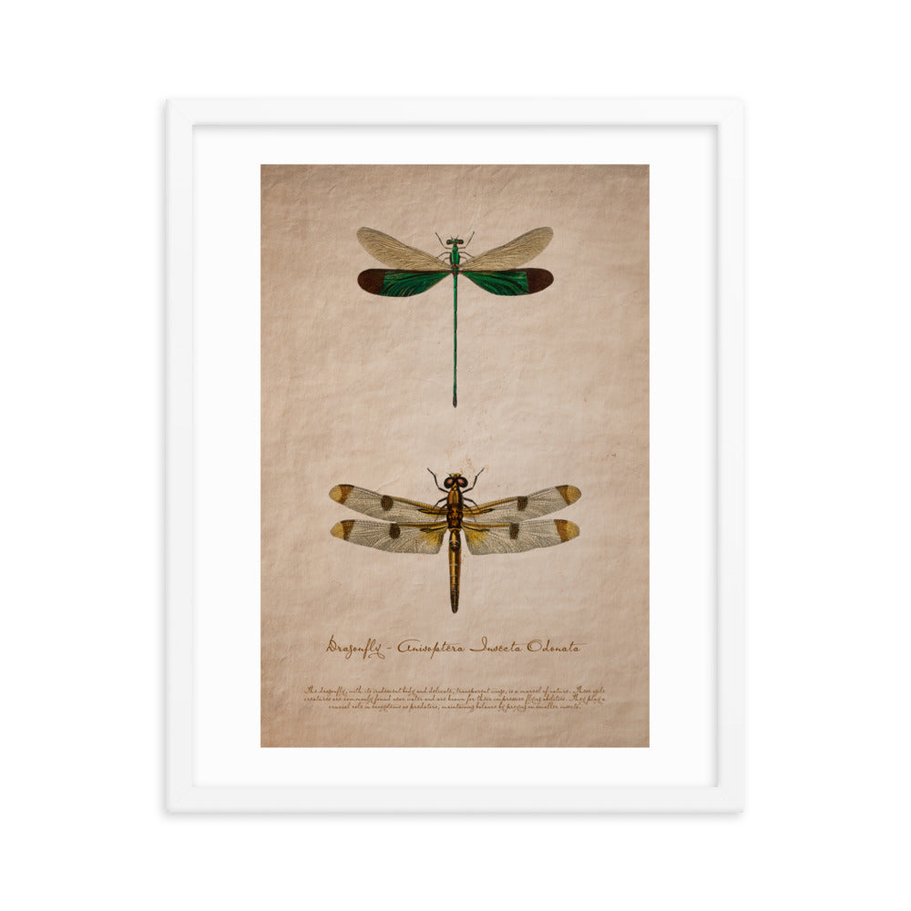 Insects - Dragonfly 0.1