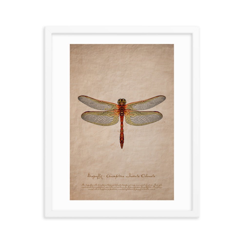 Insects - Dragonfly 0.2