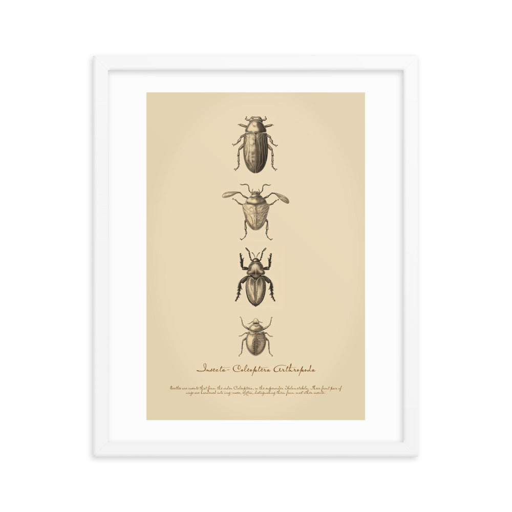 Insects - Beetle 3