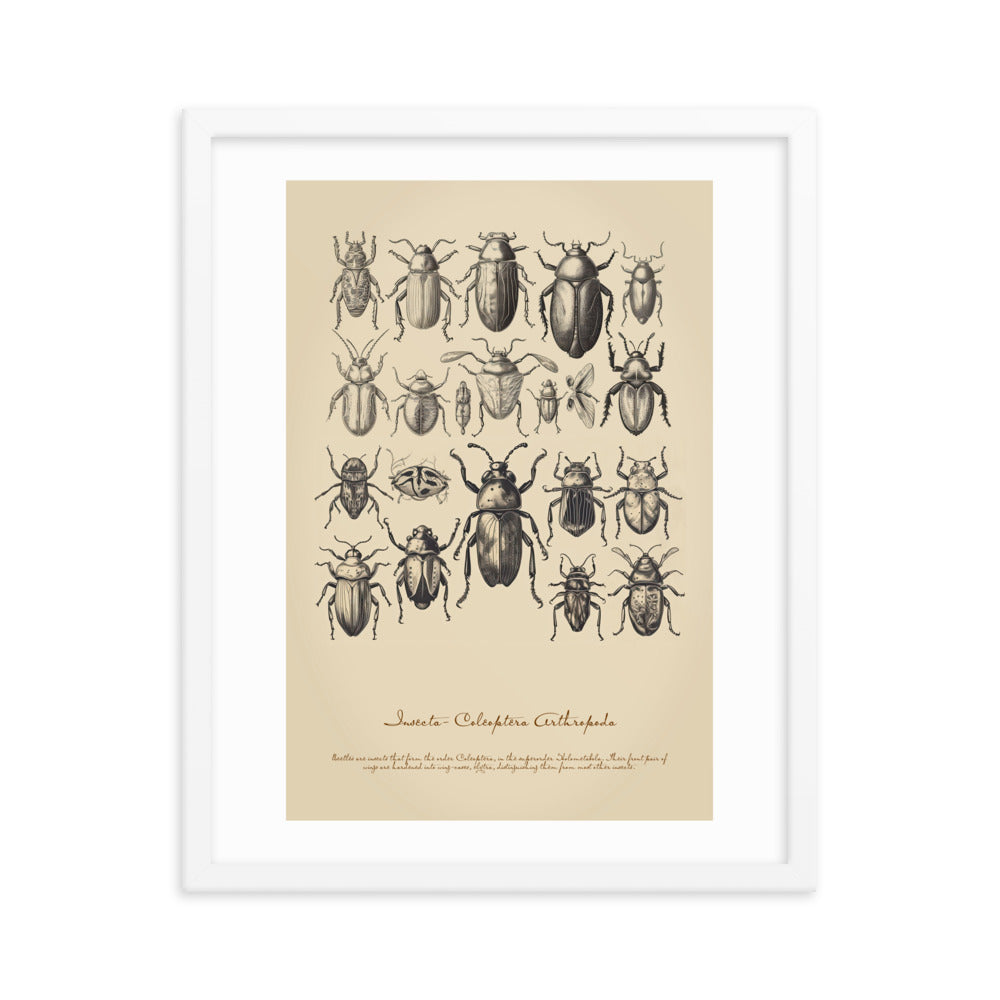 Insects - Beetle 4