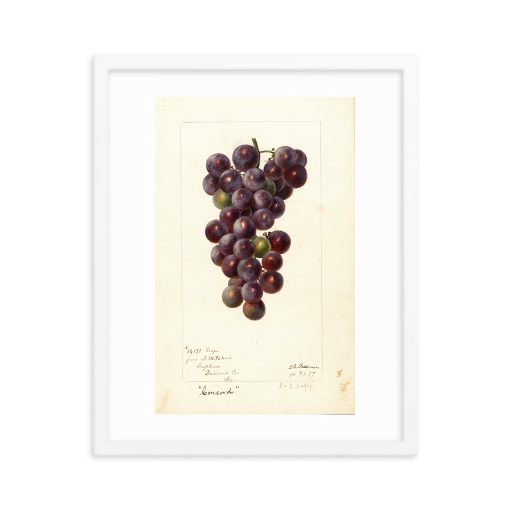 Botanicals - Grapes