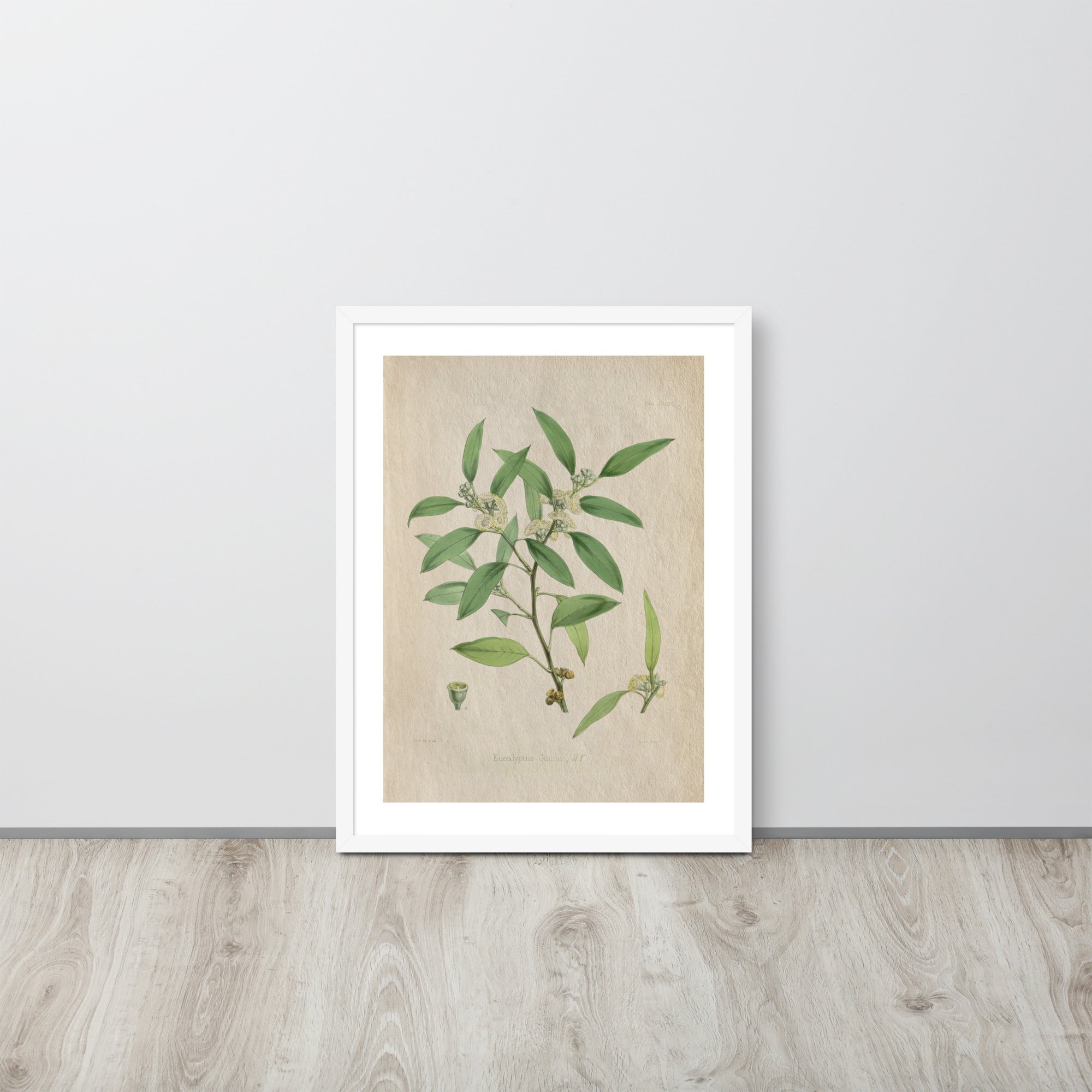 Botanicals - Eucalyptus Leaves