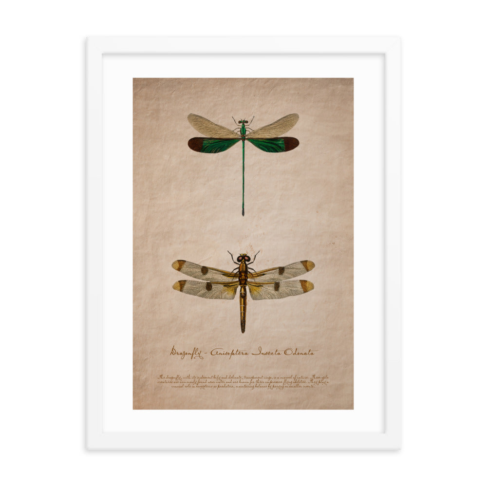 Insects - Dragonfly 0.1