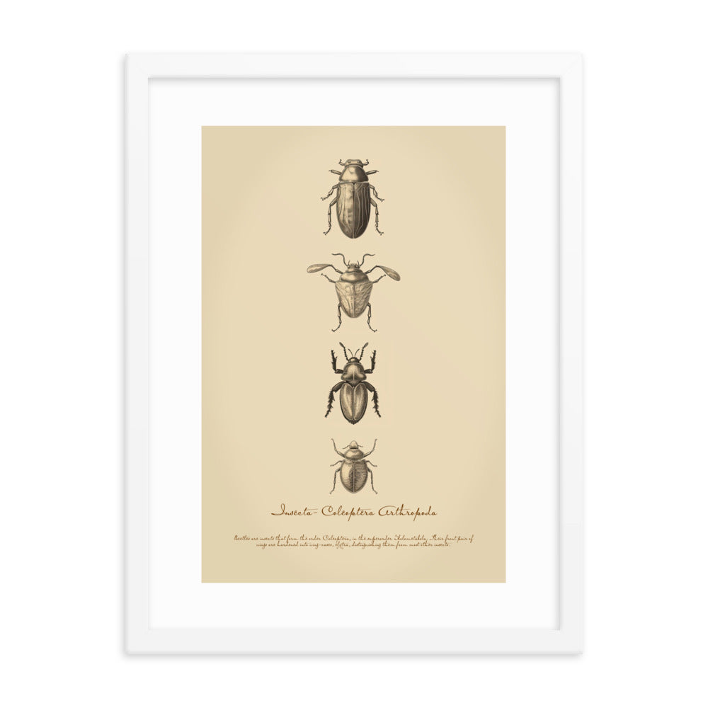 Insects - Beetle 3