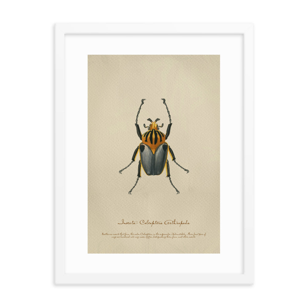 Insects - Beetle 6