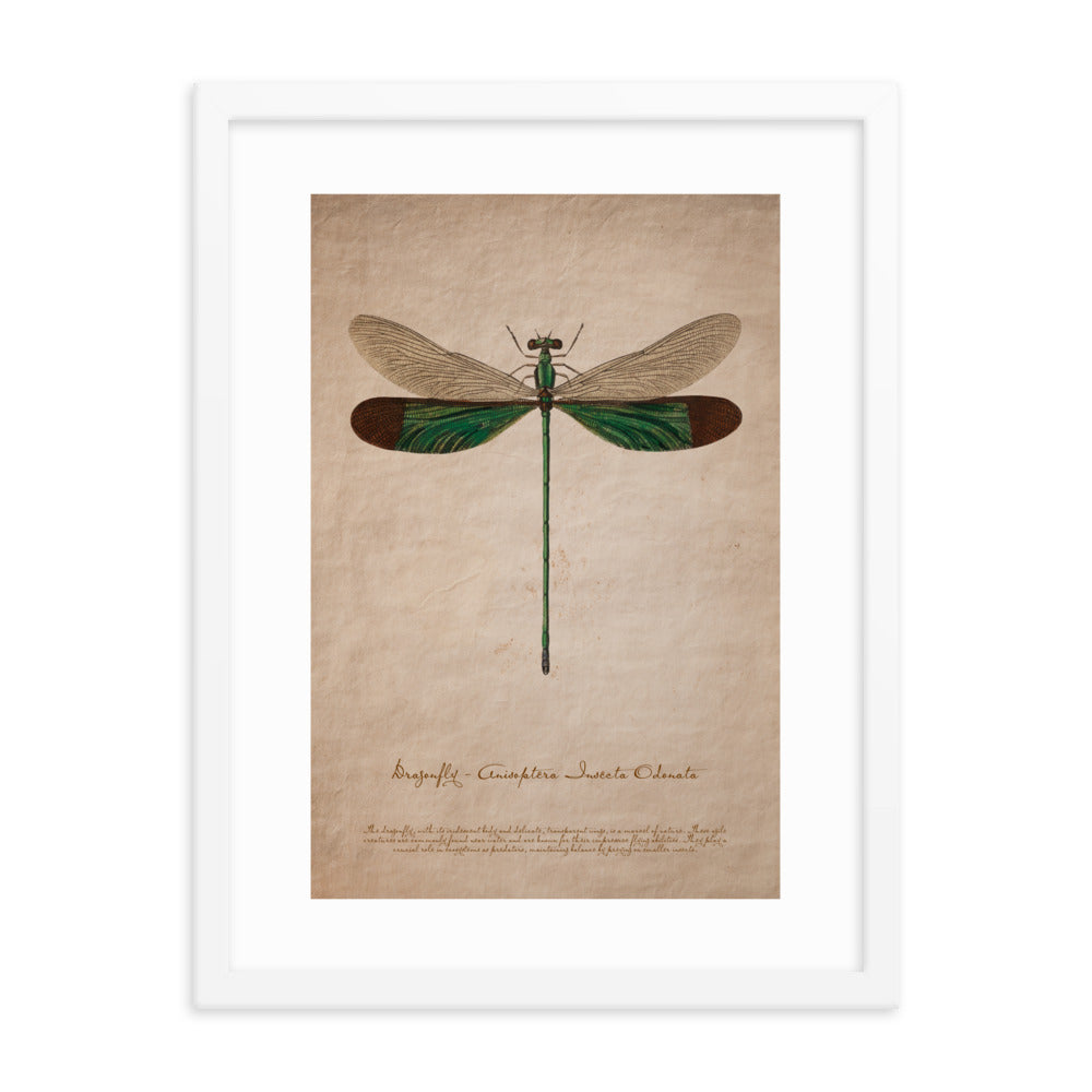 Insects - Dragonfly 0.5