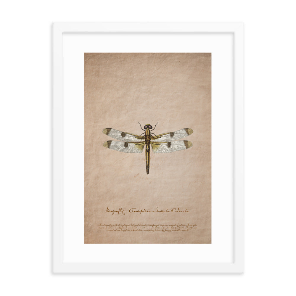 Insects - Dragonfly 0.7