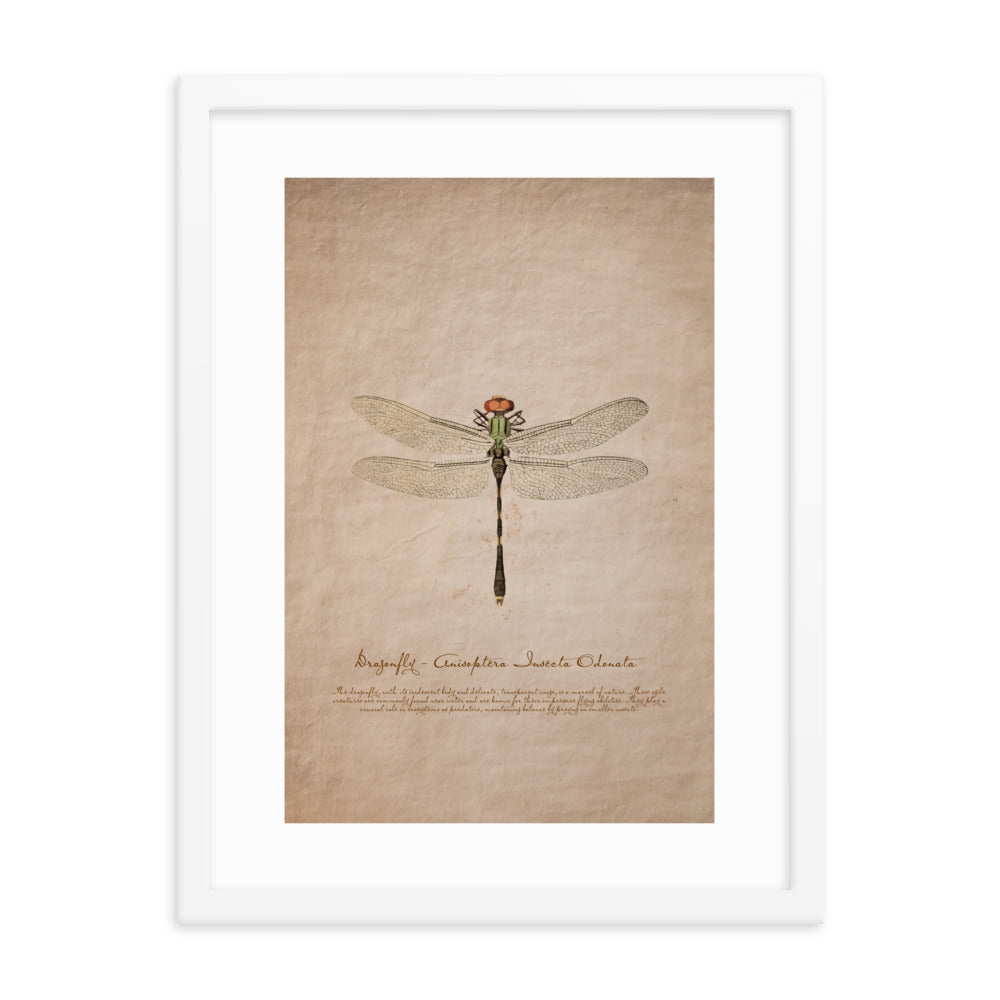 Insects - Dragonfly 0.7