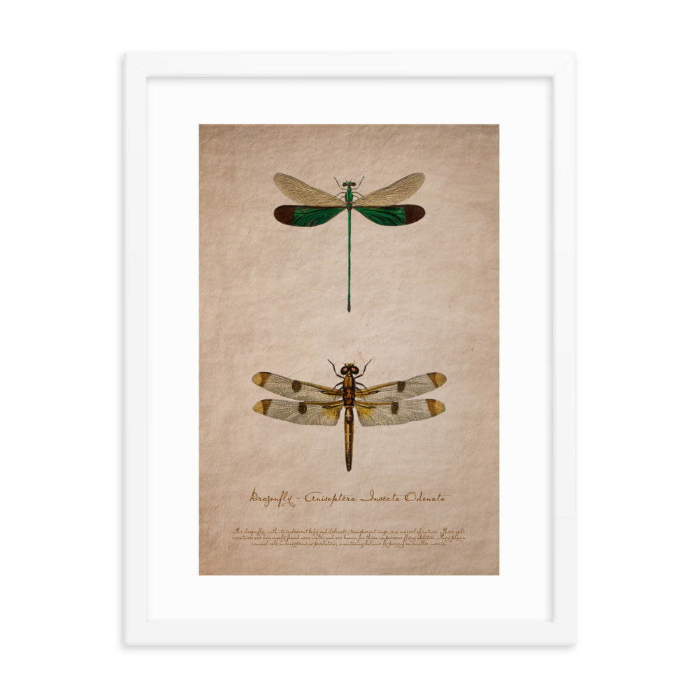 Insects - Dragonfly 0.8