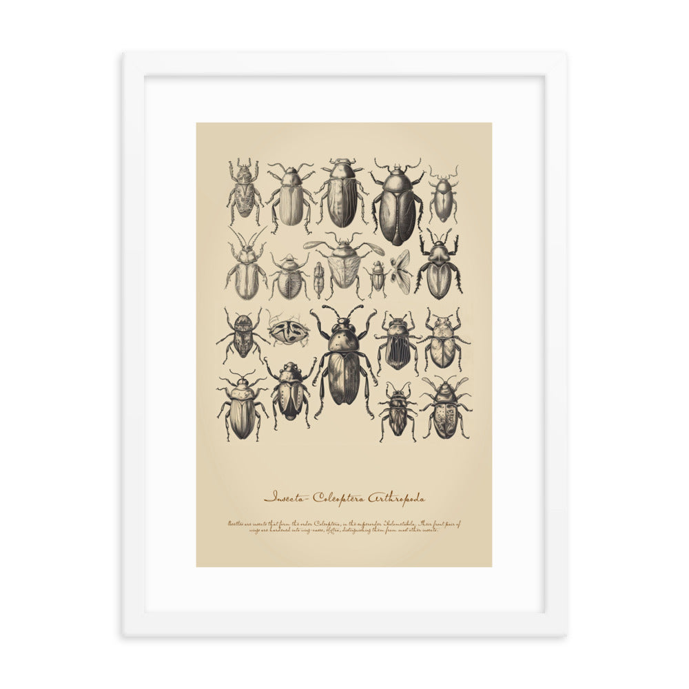 Insects - Beetle 4