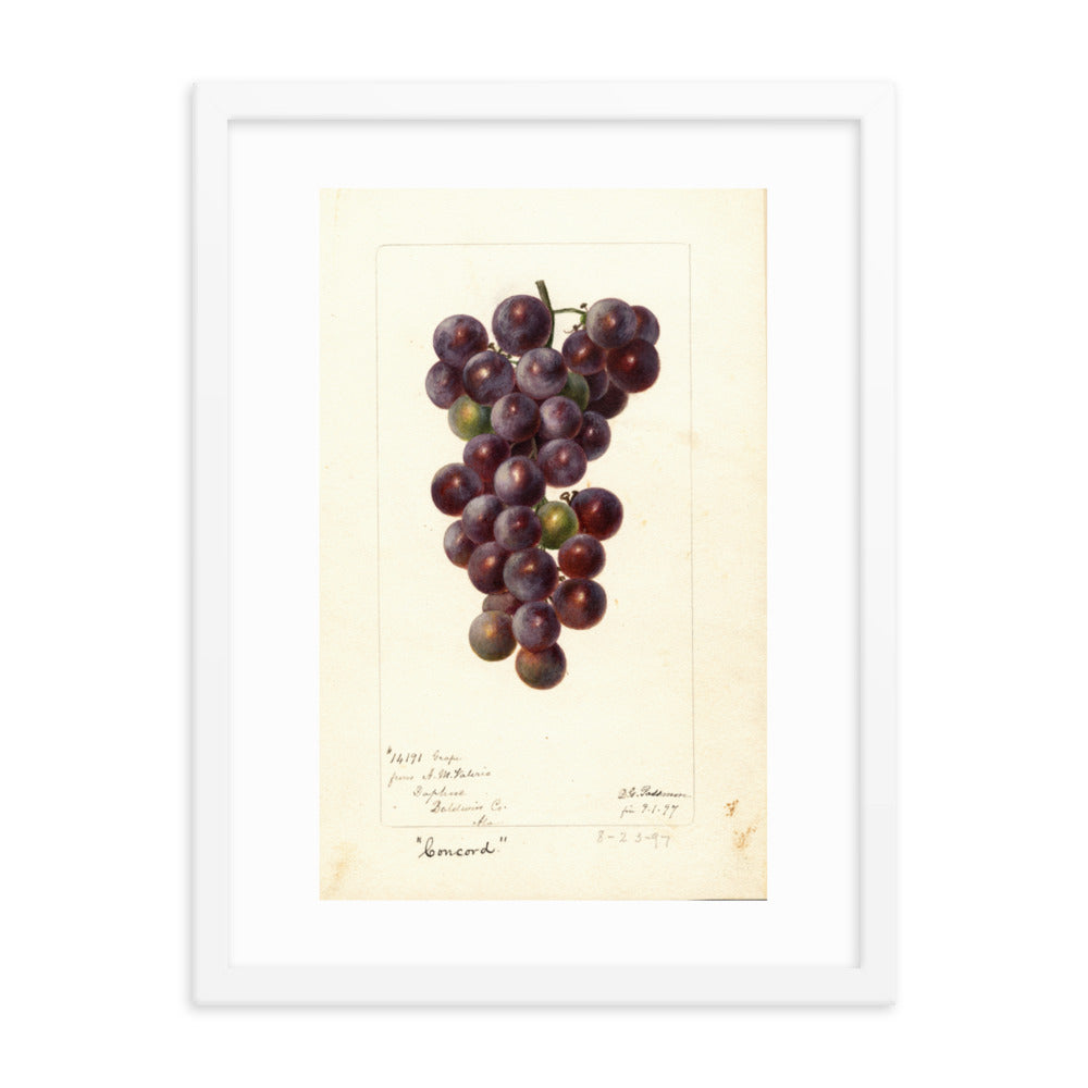 Botanicals - Grapes