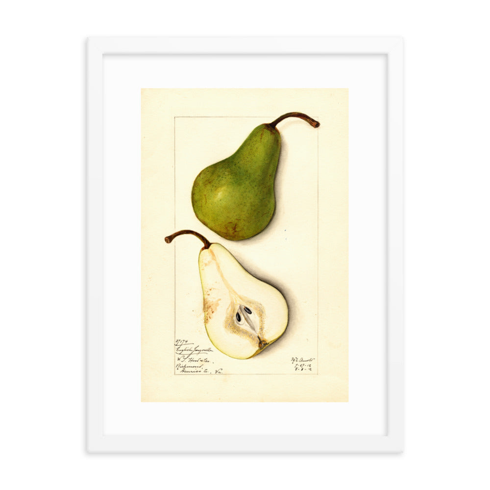 Botanicals - Pears