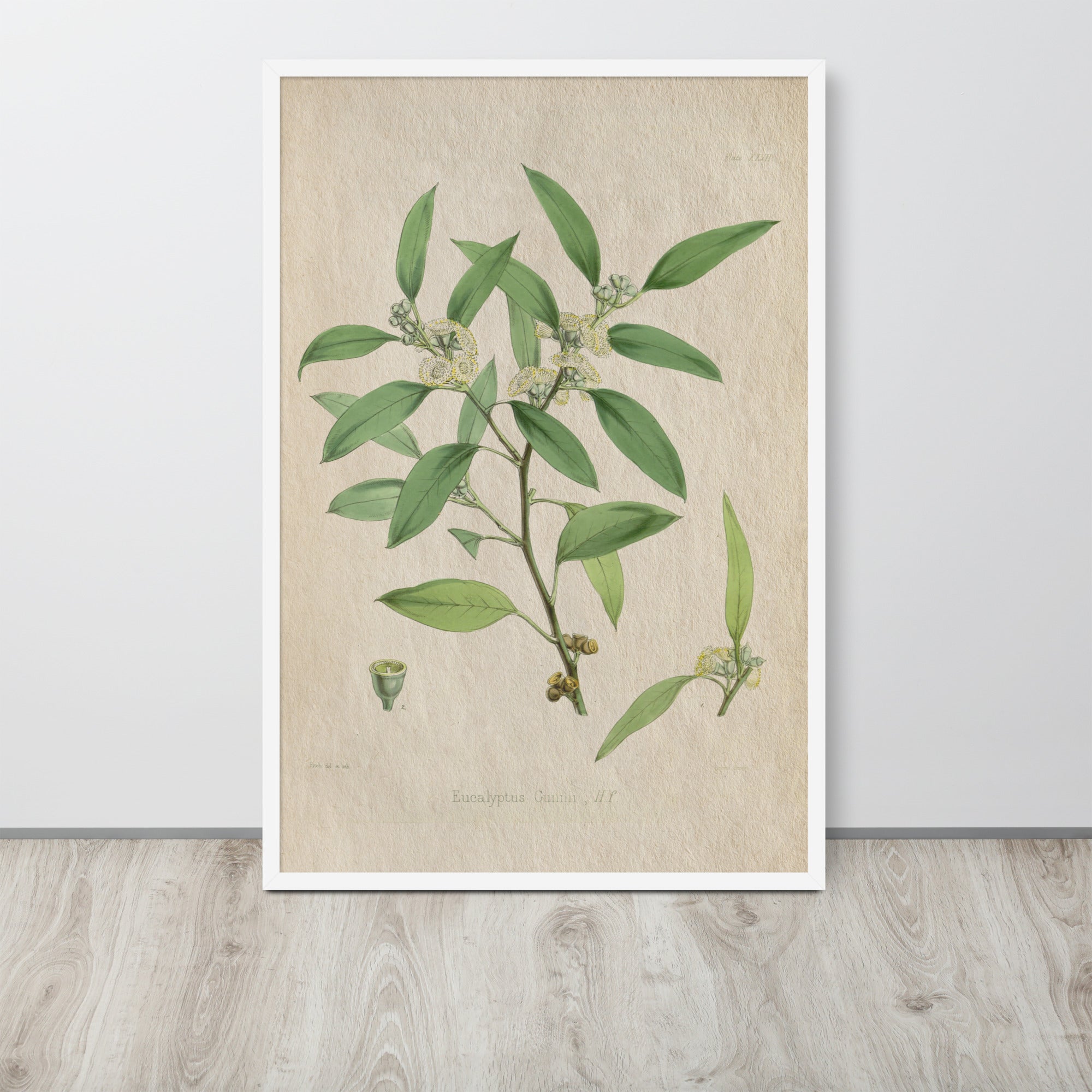 Botanicals - Eucalyptus Leaves