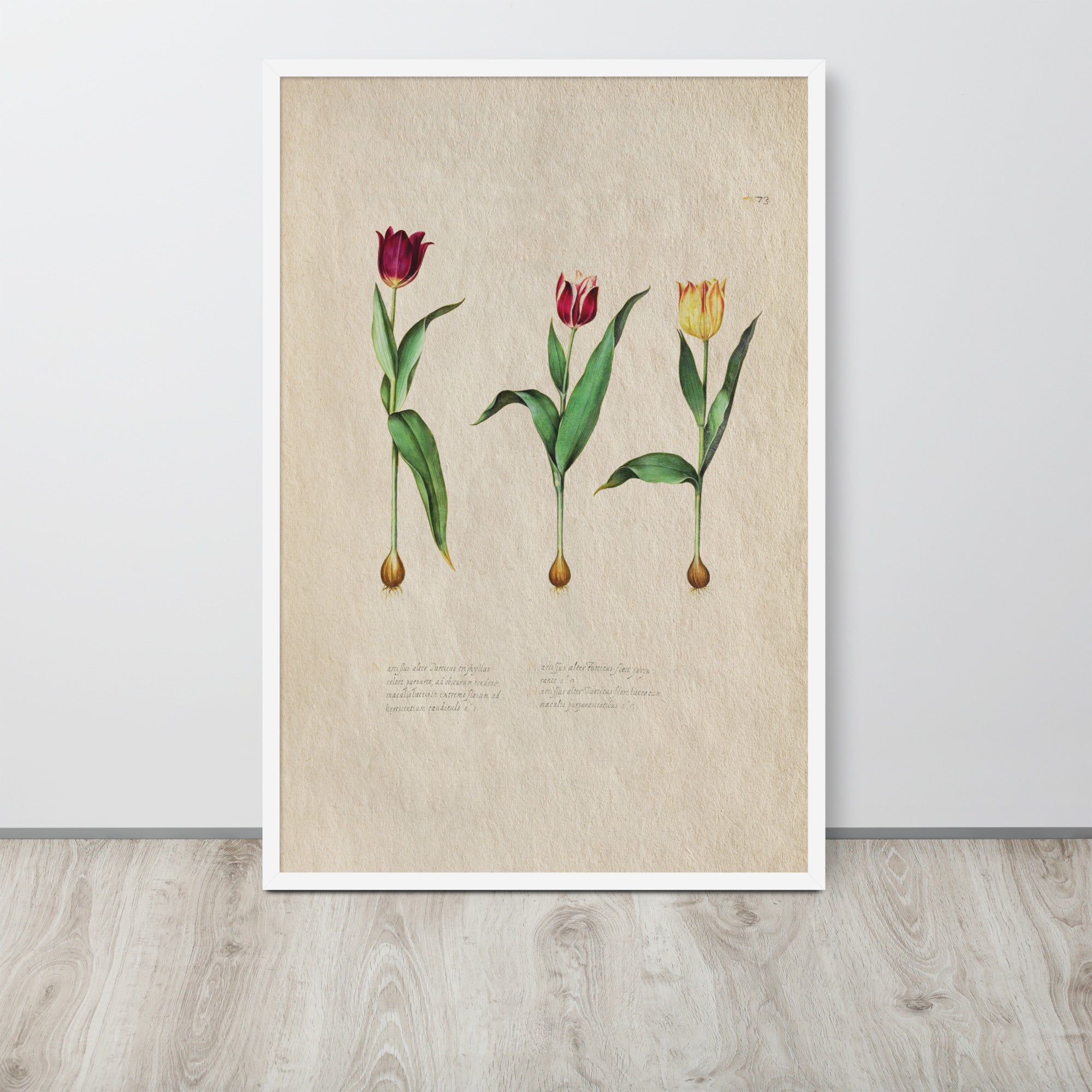 Botanicals - Tulipa