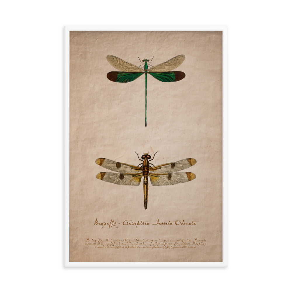 Insects - Dragonfly 0.1