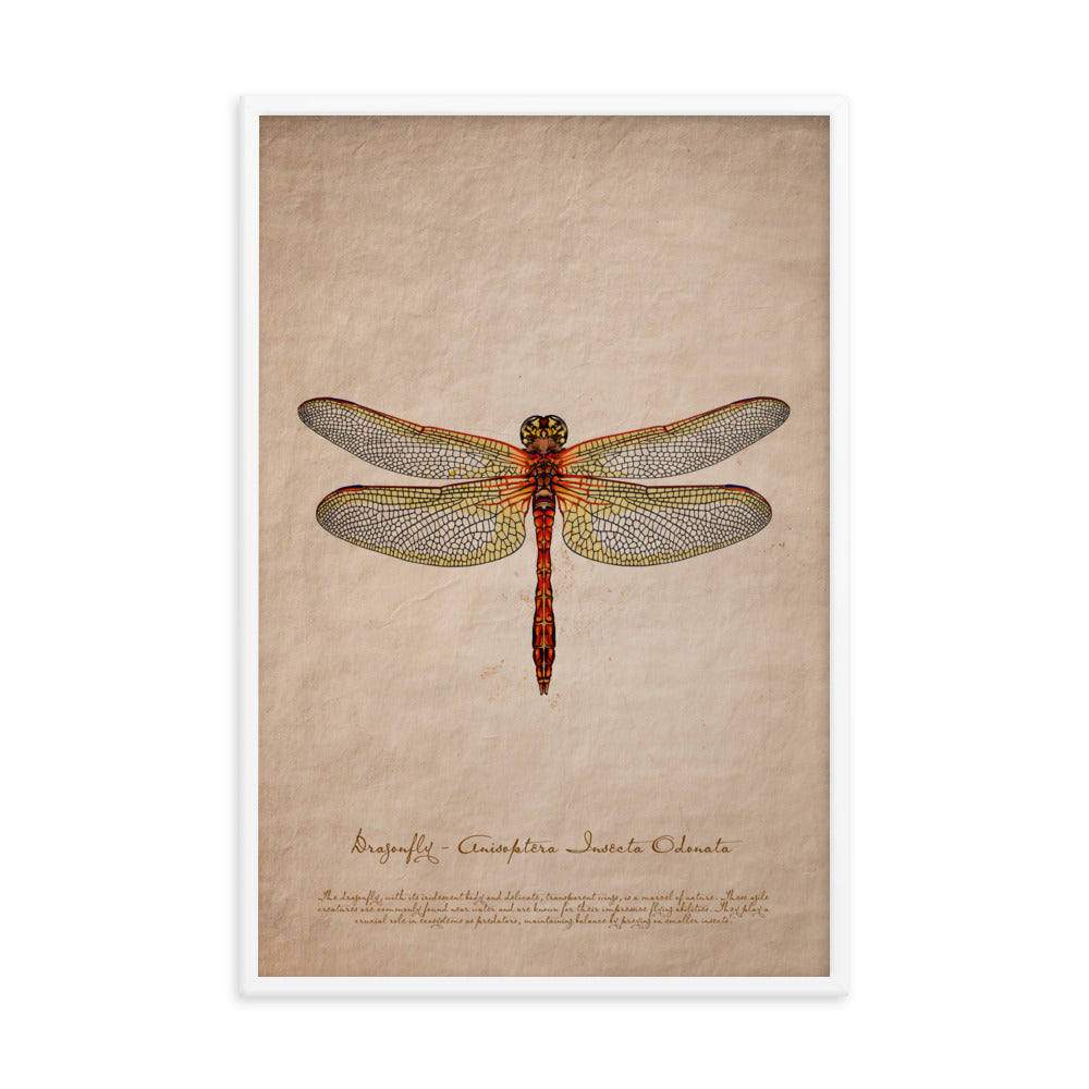 Insects - Dragonfly 0.2