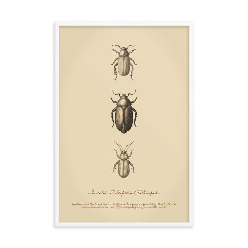 Insects - Beetle 2