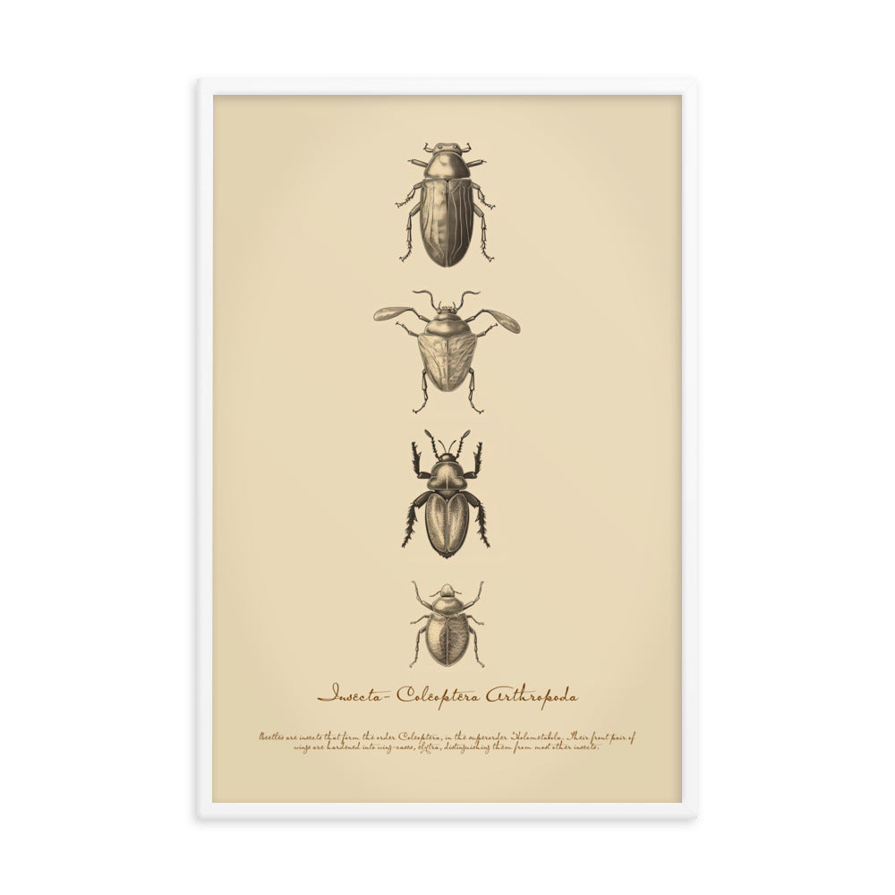 Insects - Beetle 3