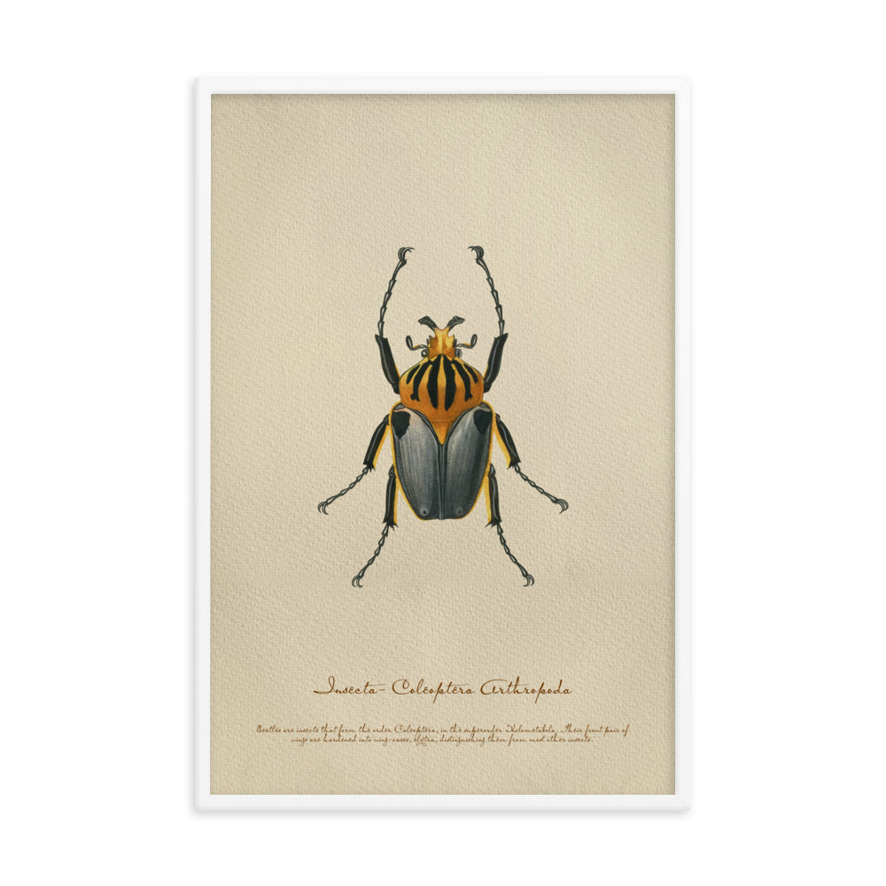 Insects - Beetle 6