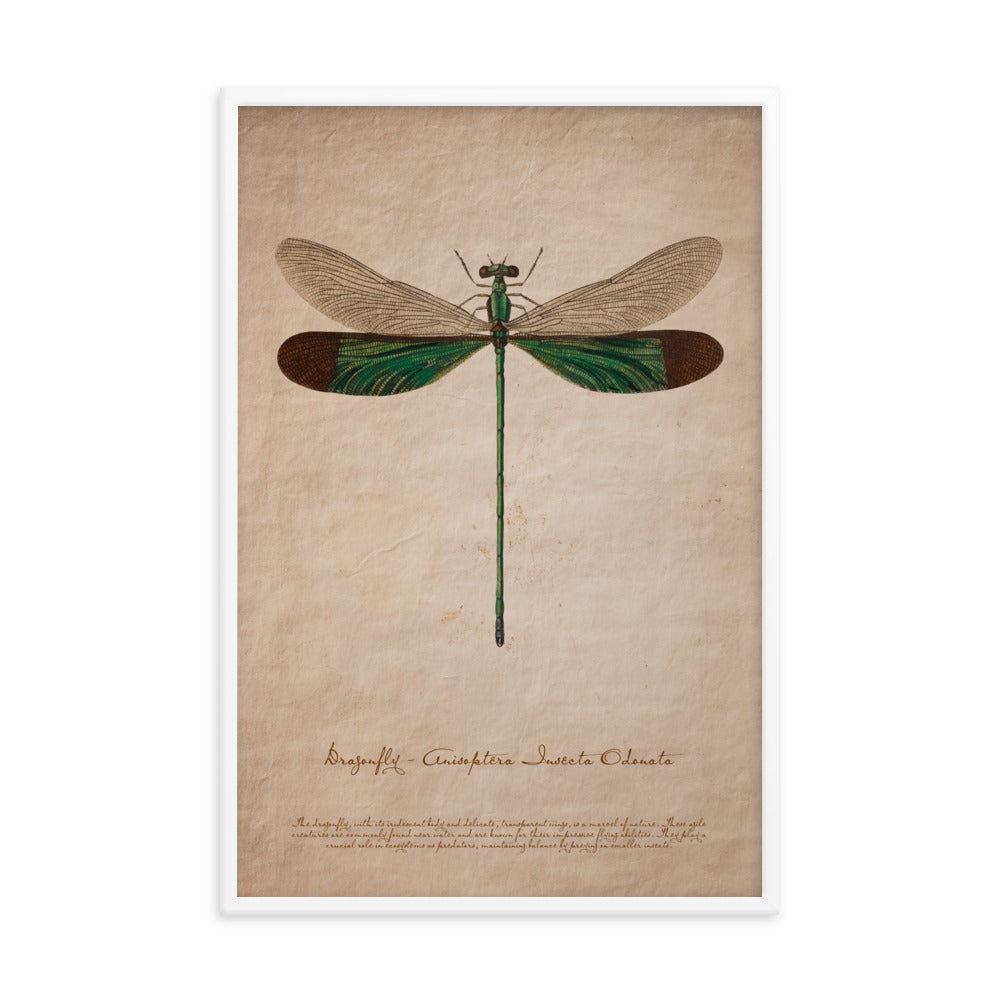 Insects - Dragonfly 0.5