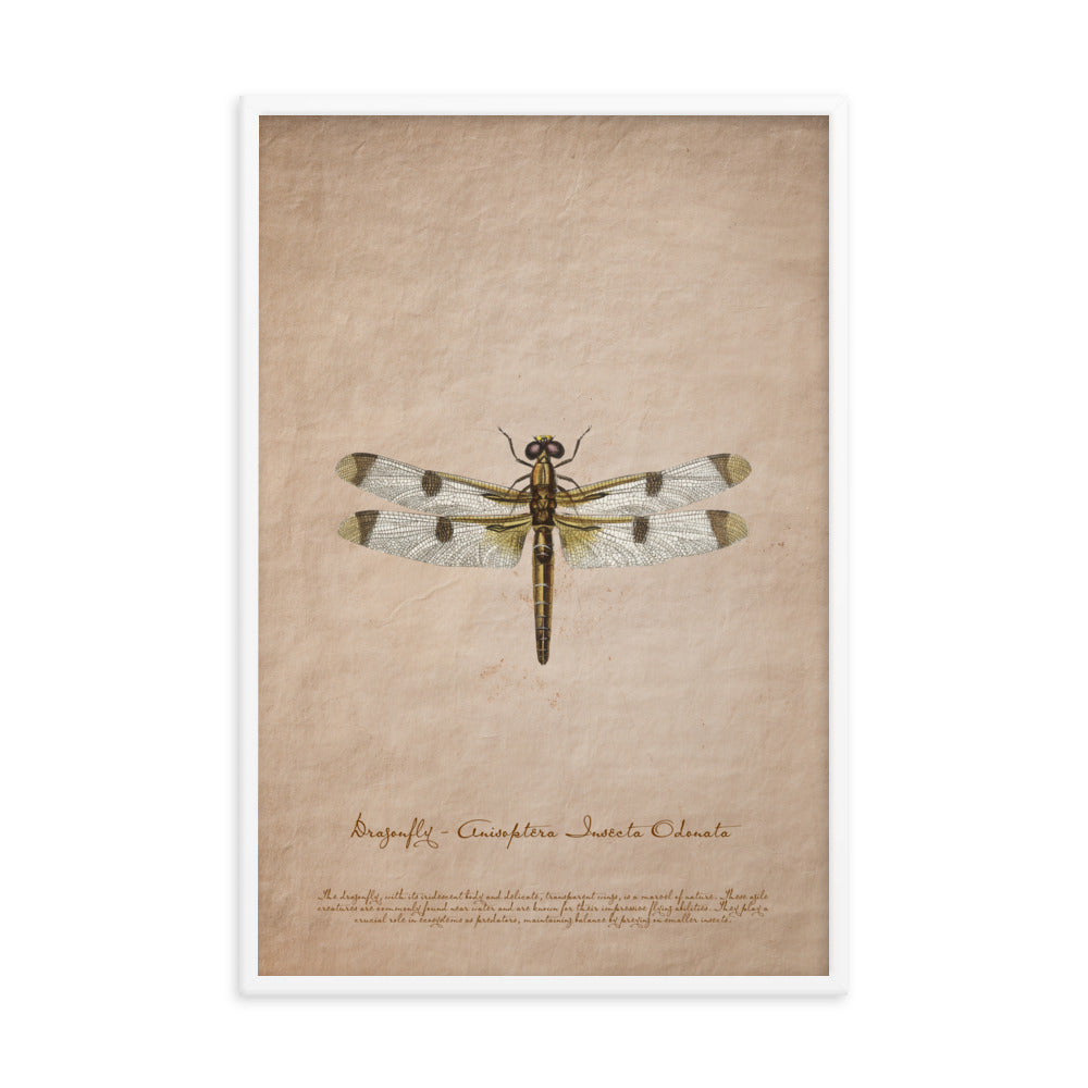 Insects - Dragonfly 0.7