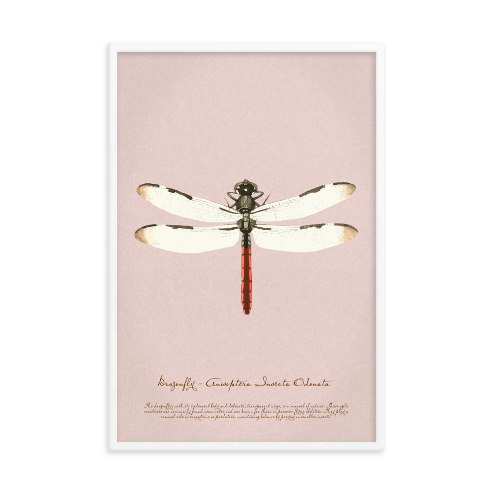 Insects - Dragonfly 0.8