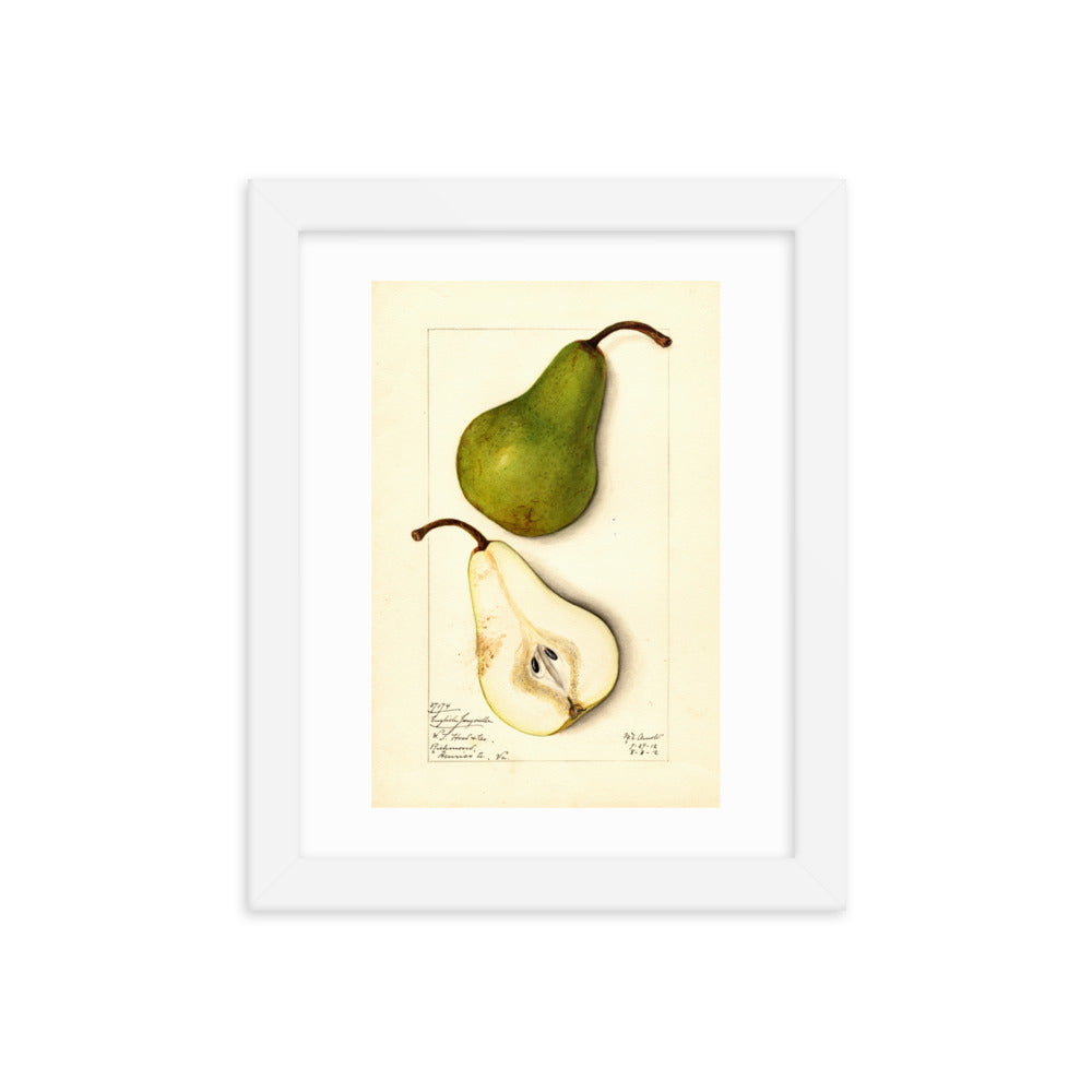 Botanicals - Pears